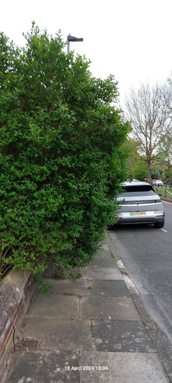 Overgrown hedge obstructing pavement outside Allington Avenue N17-22 Allington Avenue, Tottenham, London, N17 8JE