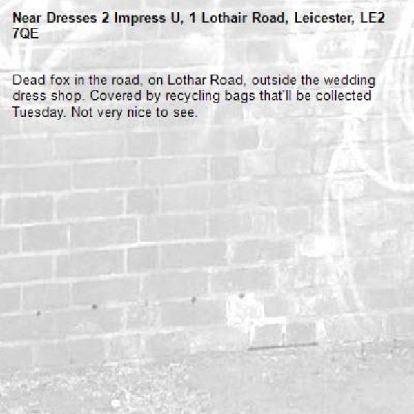 Dead fox in the road, on Lothar Road, outside the wedding dress shop. Covered by recycling bags that'll be collected Tuesday. Not very nice to see. -Dresses 2 Impress U, 1 Lothair Road, Leicester, LE2 7QE