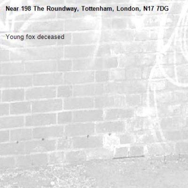 Young fox deceased -198 The Roundway, Tottenham, London, N17 7DG