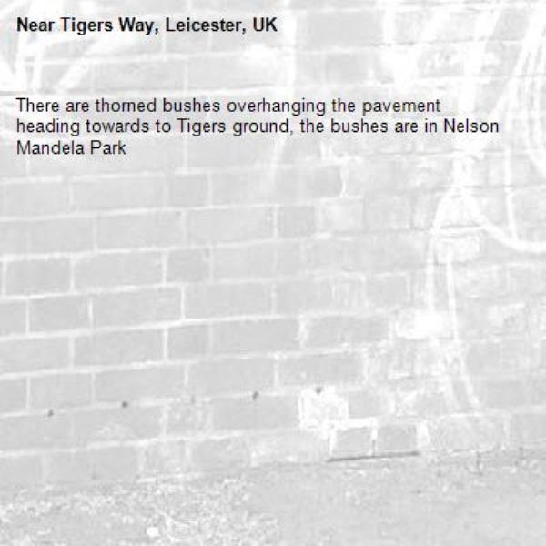 There are thorned bushes overhanging the pavement heading towards to Tigers ground, the bushes are in Nelson Mandela Park-Tigers Way, Leicester, UK