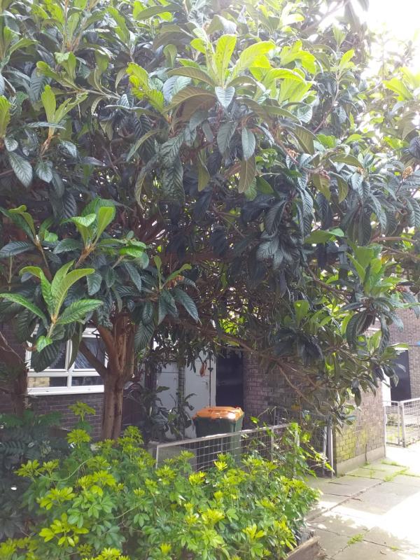 2 Trees in urgent pruning, in Number 
21 Rawstone Walk. Plaistow. ASAP-1 Rawstone Walk, Plaistow, London, E13 0HZ