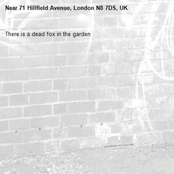 There is a dead fox in the garden-71 Hillfield Avenue, London N8 7DS, UK