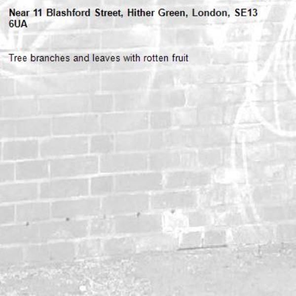 Tree branches and leaves with rotten fruit -11 Blashford Street, Hither Green, London, SE13 6UA