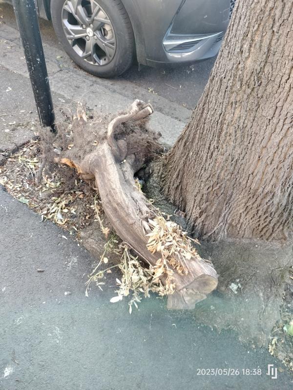 Dumped tree-22 Sutton Court Road, Plaistow, London, E13 9NW