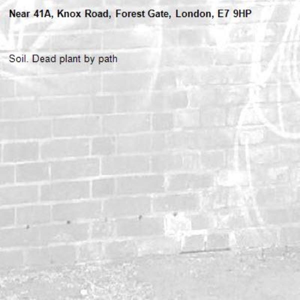 Soil. Dead plant by path-41A, Knox Road, Forest Gate, London, E7 9HP