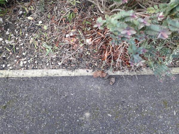 Fouling on pavement alongside 23 Stanley Rd-1 Barradale Court, Leicester, LE2 1AN