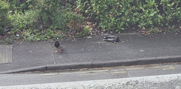 1 dead duck and 1 alive-St Matthews Health & Community Centre, 62-66 Malabar Road, Leicester, LE1 2NZ