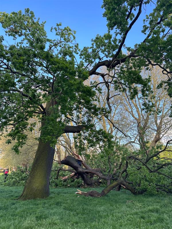 A large tree has broken in half-Bruce Castle Park