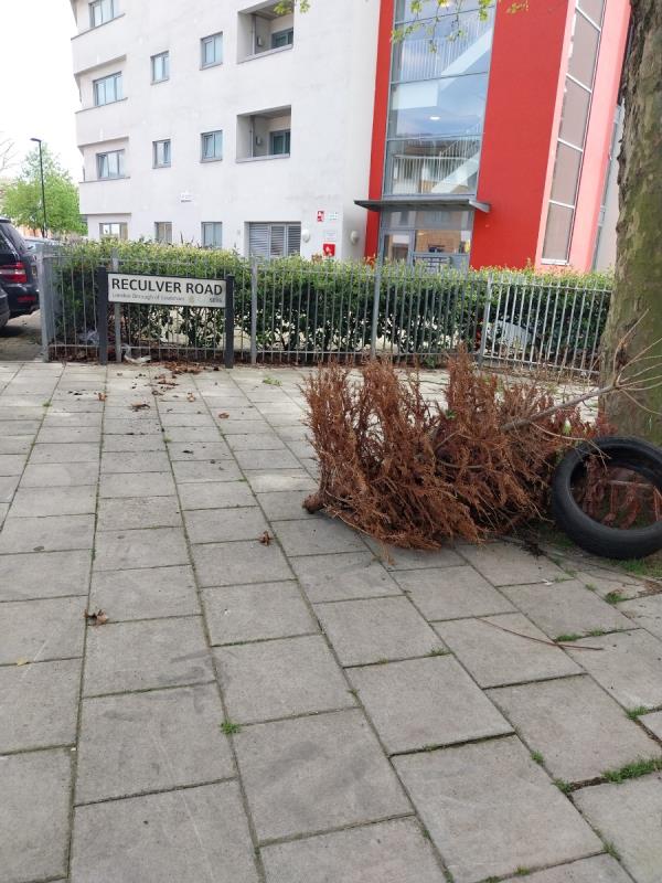 Dumped trye and two Xmas trees by 41 Reculver Rd-70 Reculver Road, London, SE16 2RS