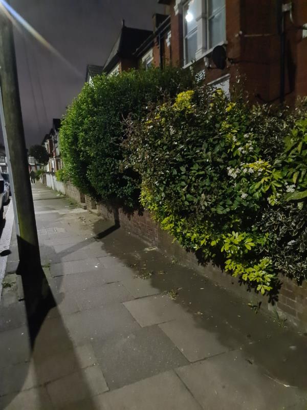 # and # both blocking the pavement Clear up or remove - Overgrown Hedges & Shrubs-50 Boreham Road, Wood Green, London, N22 6SP