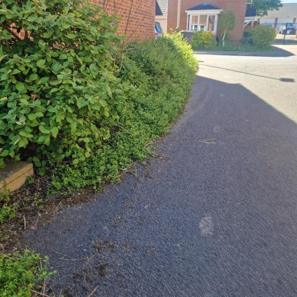 There is Overgrown grass and shrubs which bring mice in my house on the pavement.-13 carty road le51qg