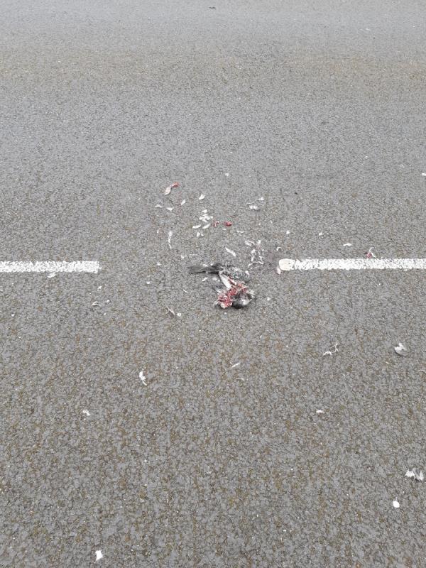 Dead squashed pigeon on street -70 Crofton Road, Plaistow, London, E13 8QS