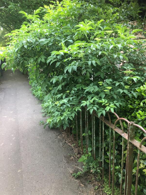 Warren Avenue Fields. Please cut back bushes which are overhanging the bridge to Ravensmead Road-34 Riverpark Gardens, Bromley, BR2 0BH