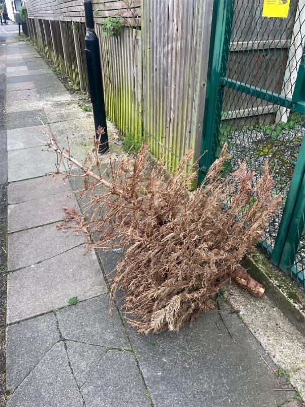 Dead Christmas tree-150A, Laleham Road, London, SE6 2AD