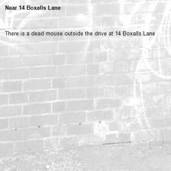 There is a dead mouse outside the drive at 14 Boxalls Lane-14 Boxalls Lane