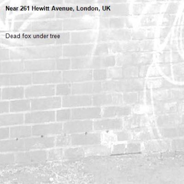 Dead fox under tree-261 Hewitt Avenue, London, UK