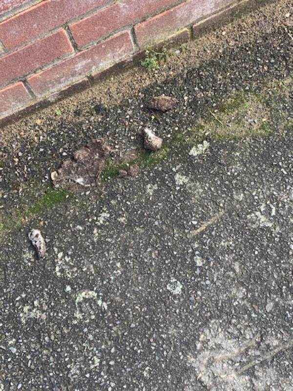 Right by the post box next to a primary school. This whole road is disgusting-159 Sydenham Park Road, London, SE26 4LP