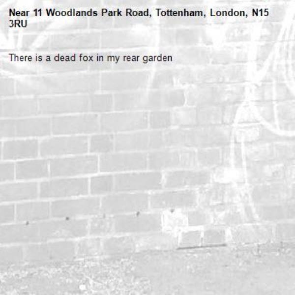 There is a dead fox in my rear garden-11 Woodlands Park Road, Tottenham, London, N15 3RU