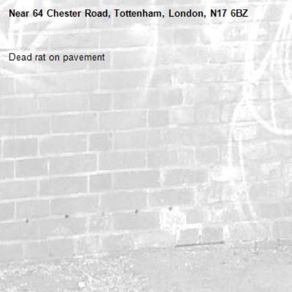 Dead rat on pavement -64 Chester Road, Tottenham, London, N17 6BZ