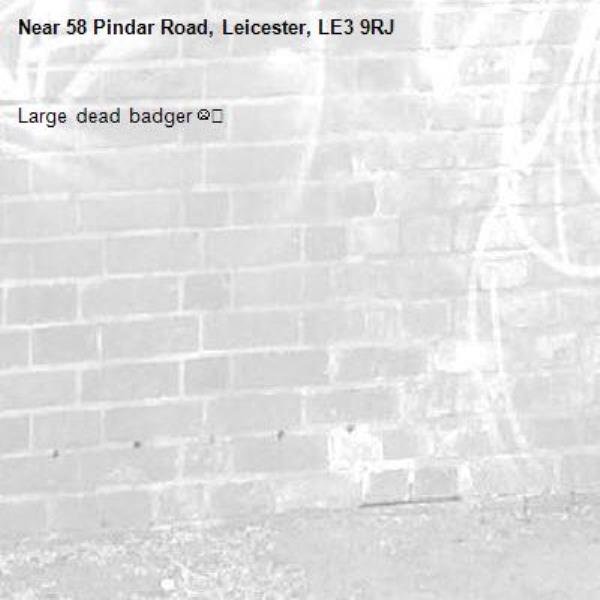 Large dead badger ☹️-58 Pindar Road, Leicester, LE3 9RJ