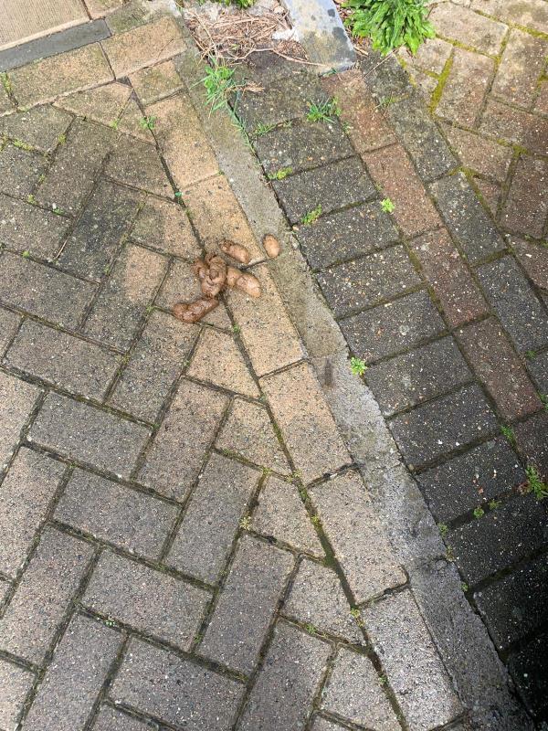 A lot of dog mess on the pavement. School children walk on the pavement constantly. There is video evidence of a local resident not picking up after his dog. -49 Kilmorie Road, London, SE23 2SS