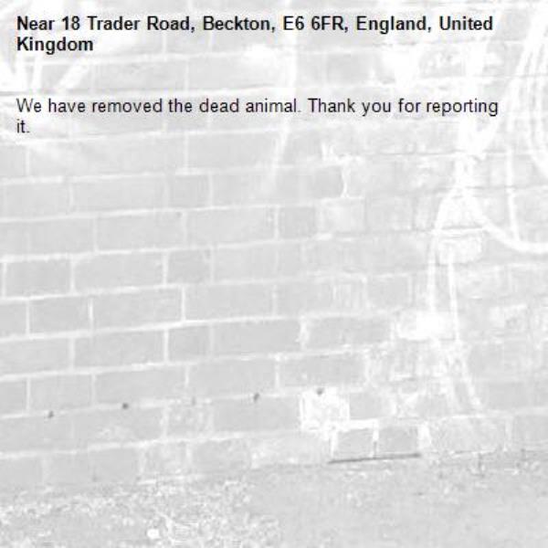 We have removed the dead animal. Thank you for reporting it.-18 Trader Road, Beckton, E6 6FR, England, United Kingdom