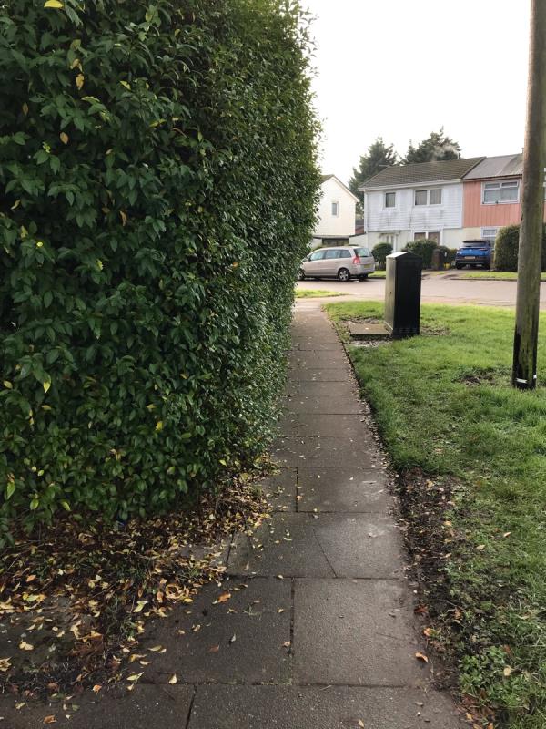 This hedge is obstructing the pavement -69 Birds Nest Avenue, Leicester, LE3 9NE