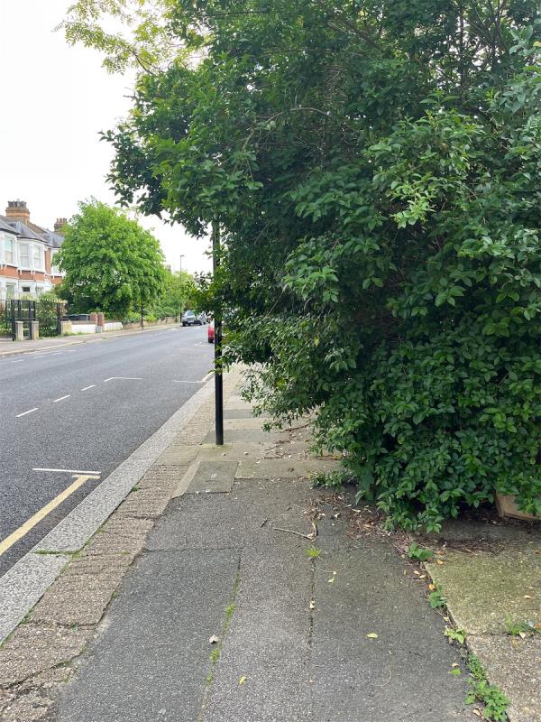 Hedge causing obstruction to foot way-Flat A, 38 Wellmeadow Road, London, SE13 6TB