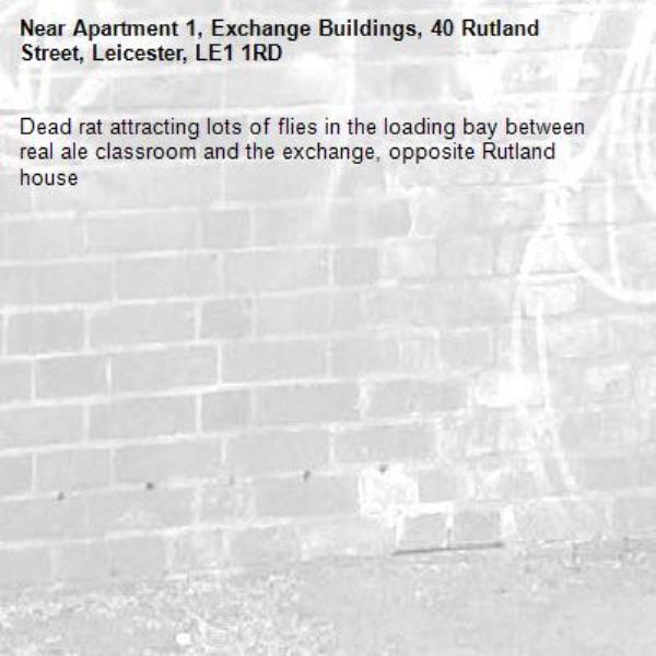 Dead rat attracting lots of flies in the loading bay between real ale classroom and the exchange, opposite Rutland house-Apartment 1, Exchange Buildings, 40 Rutland Street, Leicester, LE1 1RD