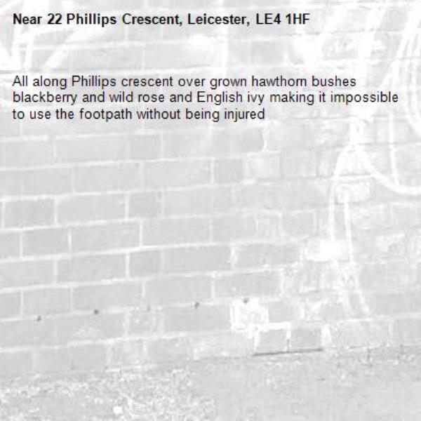 All along Phillips crescent over grown hawthorn bushes blackberry and wild rose and English ivy making it impossible to use the footpath without being injured -22 Phillips Crescent, Leicester, LE4 1HF