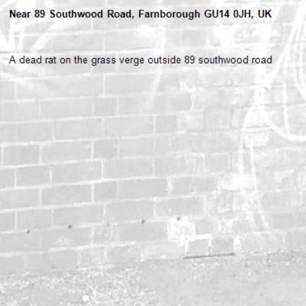 A dead rat on the grass verge outside 89 southwood road-89 Southwood Road, Farnborough GU14 0JH, UK
