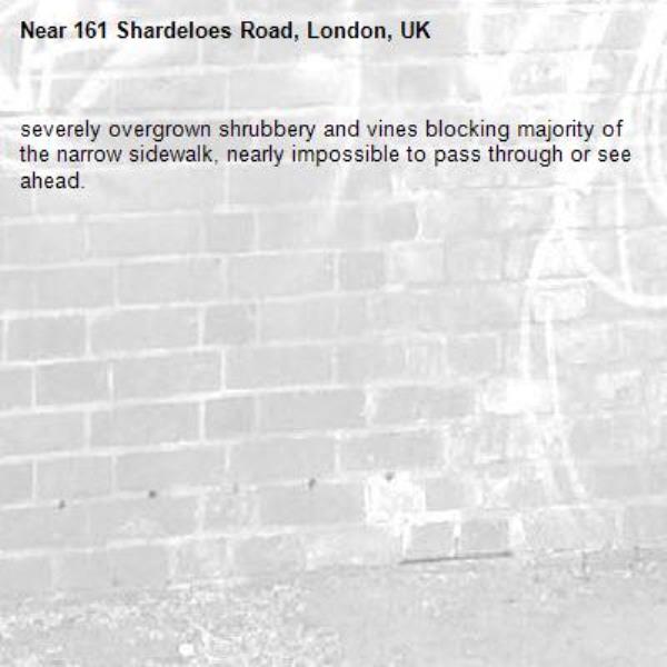 severely overgrown shrubbery and vines blocking majority of the narrow sidewalk, nearly impossible to pass through or see ahead. -161 Shardeloes Road, London, UK