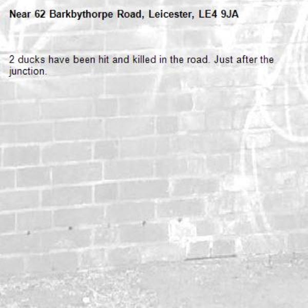 2 ducks have been hit and killed in the road. Just after the junction. -62 Barkbythorpe Road, Leicester, LE4 9JA