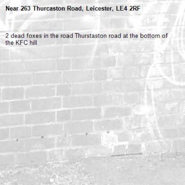 2 dead foxes in the road Thurstaston road at the bottom of the KFC hill-263 Thurcaston Road, Leicester, LE4 2RF