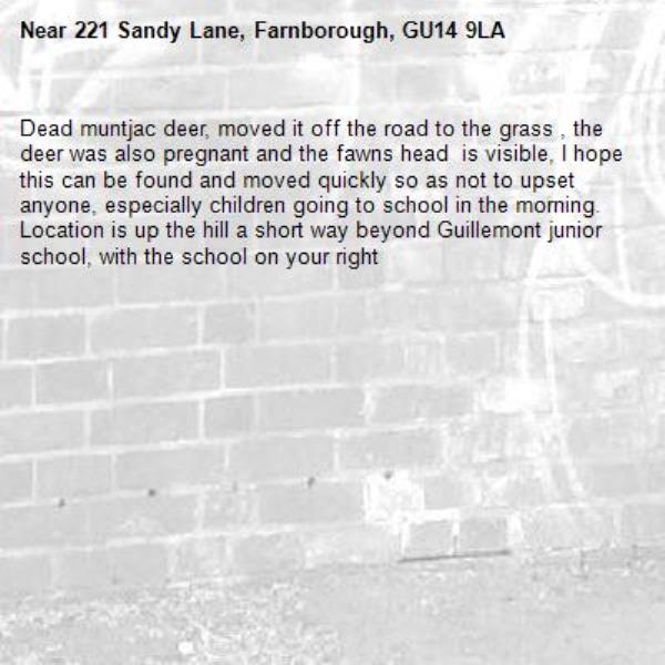 Dead muntjac deer, moved it off the road to the grass , the deer was also pregnant and the fawns head  is visible, I hope this can be found and moved quickly so as not to upset anyone, especially children going to school in the morning.
Location is up the hill a short way beyond Guillemont junior school, with the school on your right-221 Sandy Lane, Farnborough, GU14 9LA