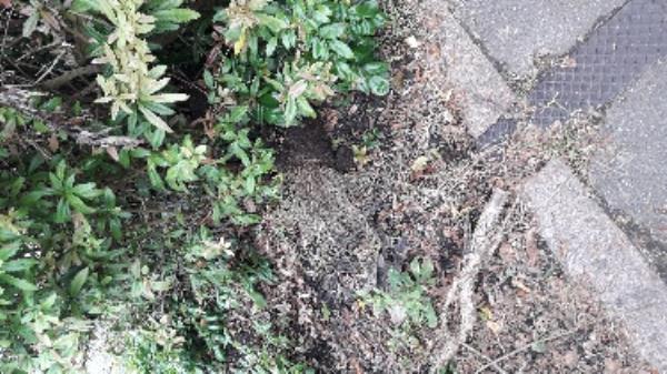 Dumped shrubs and garden waste outside no 28 Cambridge Rd -26a Cambridge Road, Aldershot, GU11 3JY