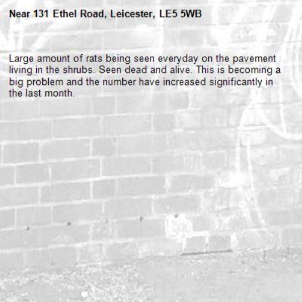 Large amount of rats being seen everyday on the pavement living in the shrubs. Seen dead and alive. This is becoming a big problem and the number have increased significantly in the last month.-131 Ethel Road, Leicester, LE5 5WB