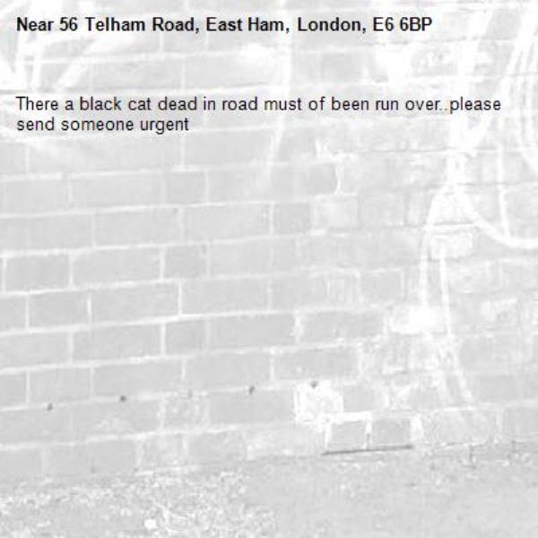 There a black cat dead in road must of been run over..please send someone urgent-56 Telham Road, East Ham, London, E6 6BP