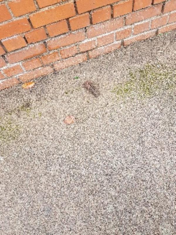 dog poo on bramall road at the corner of the garages.-10 Frewin Street, Leicester, LE5 0PA