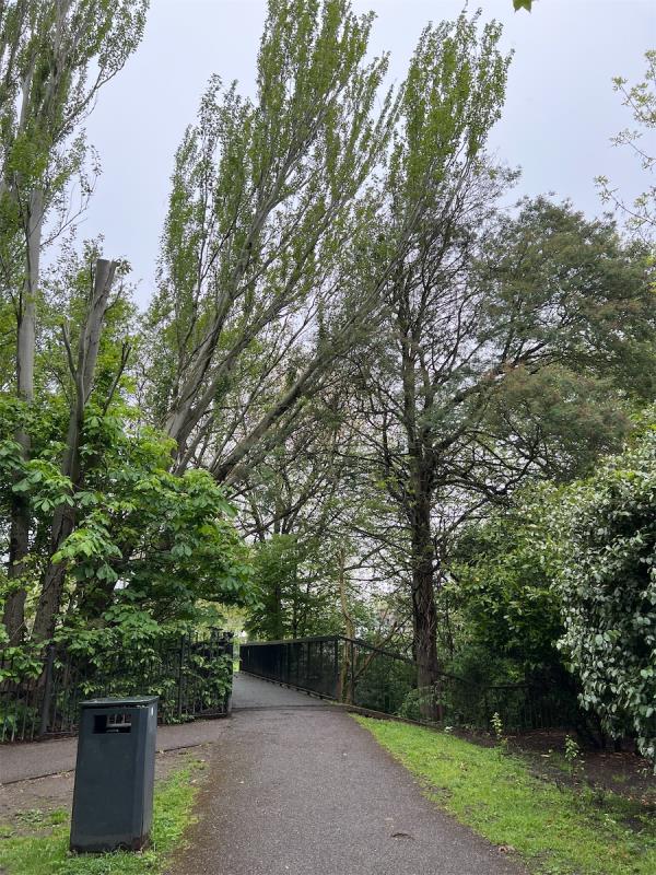 Tree listing over a bridge pathway and only being held up by another tree on the opposite side of the path-First Floor Flat, 44 Albacore Crescent, London, SE13 7HP
