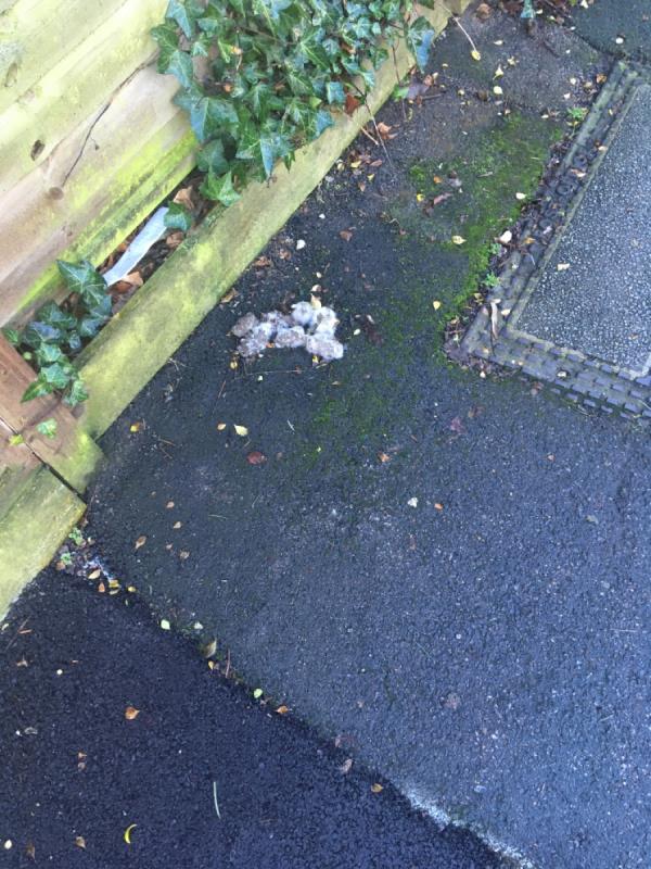 Poo on pavement by the fence-7 Coleridge Road, Crouch End, N8 8EH
