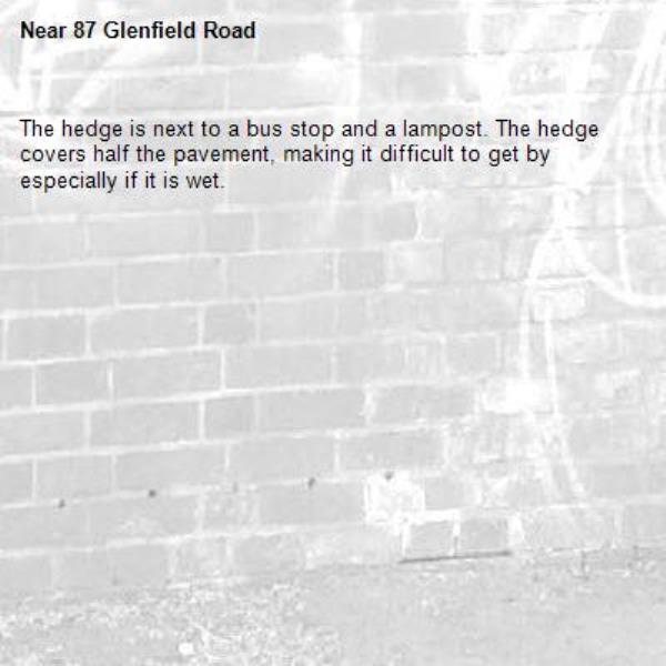 The hedge is next to a bus stop and a lampost. The hedge covers half the pavement, making it difficult to get by especially if it is wet.-87 Glenfield Road 