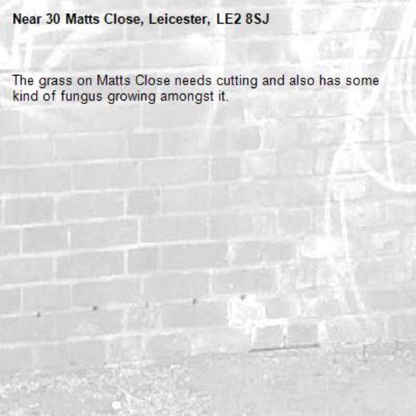 The grass on Matts Close needs cutting and also has some kind of fungus growing amongst it.-30 Matts Close, Leicester, LE2 8SJ