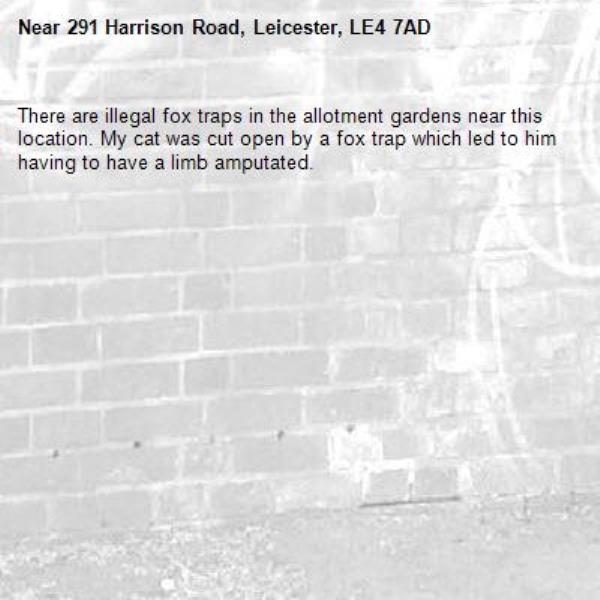 There are illegal fox traps in the allotment gardens near this location. My cat was cut open by a fox trap which led to him having to have a limb amputated. -291 Harrison Road, Leicester, LE4 7AD