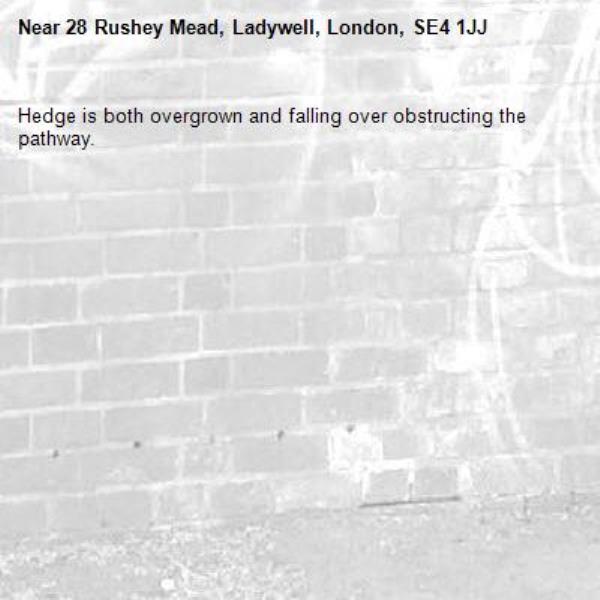 Hedge is both overgrown and falling over obstructing the pathway.-28 Rushey Mead, Ladywell, London, SE4 1JJ