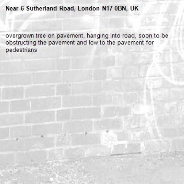 overgrown tree on pavement, hanging into road, soon to be obstructing the pavement and low to the pavement for pedestrians-6 Sutherland Road, London N17 0BN, UK