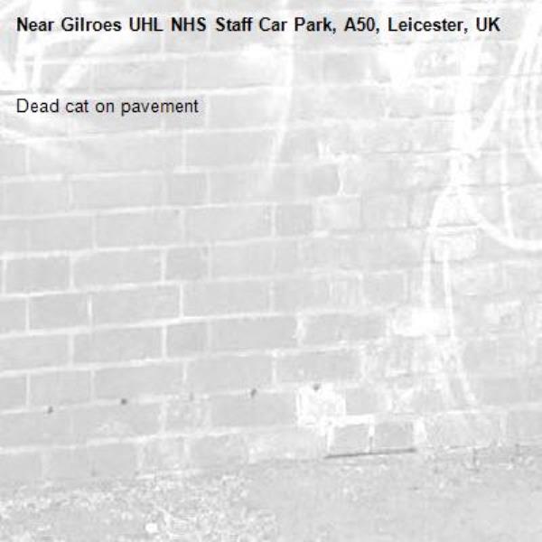 Dead cat on pavement-Gilroes UHL NHS Staff Car Park, A50, Leicester, UK