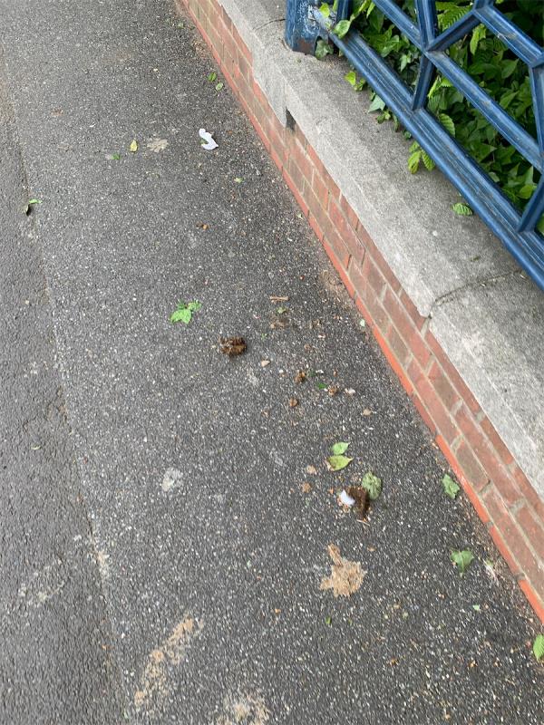At least 4 dog fouls along Forest Lane next to the wooded park are - on the pavement of the road.-Forest Lane Park