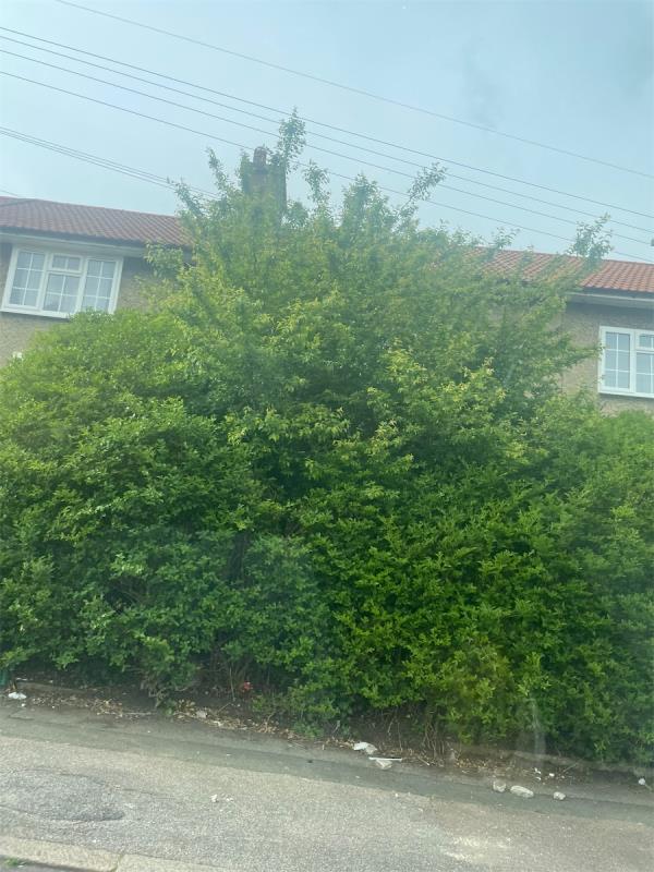 Overgrown hedge -73 Lamerock Road, Bromley, BR1 5LY