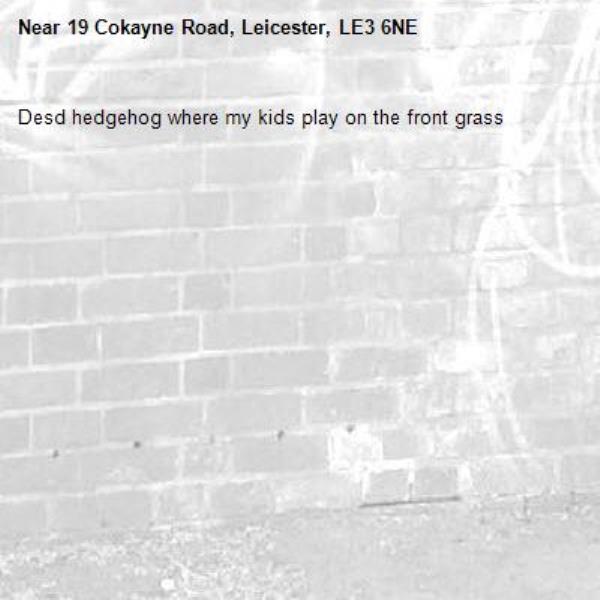 Desd hedgehog where my kids play on the front grass -19 Cokayne Road, Leicester, LE3 6NE